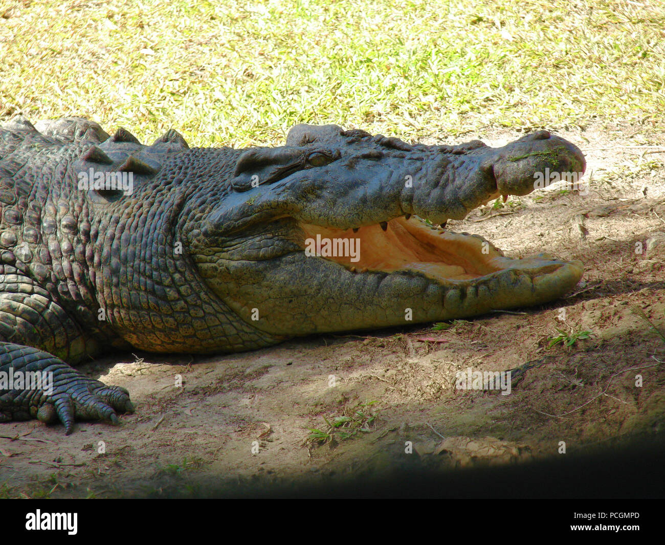Die australische Salzwasser Krokodil (Crocodylue porosus) in Gefangenschaft. In der Wildnis ist ein Apex Predator und die grösste aller lebenden Reptilien. Stockfoto