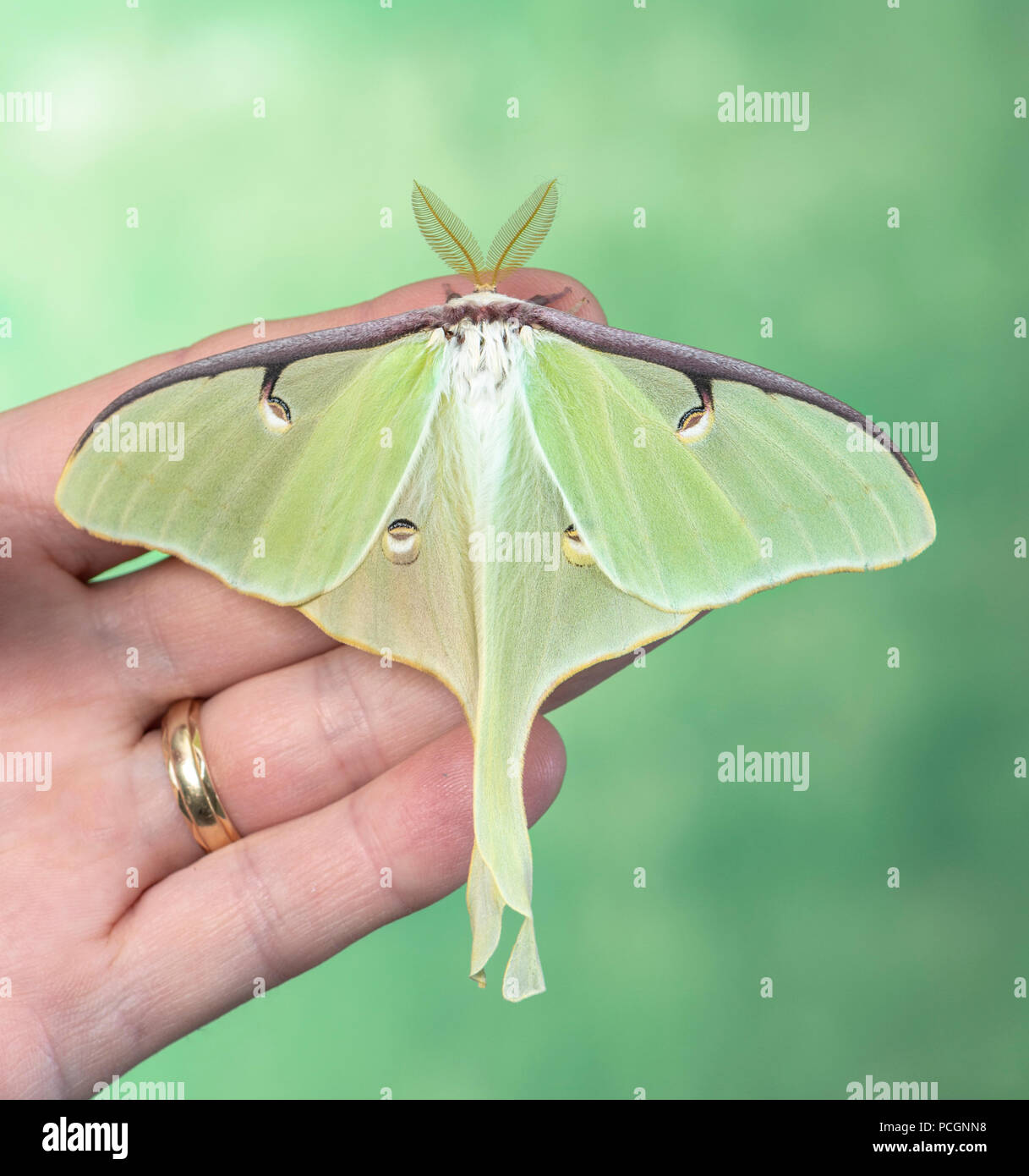 Luna Moth (Actias Luna) mit Flügeln über eine offene Hand, auf grünem Hintergrund. Stockfoto