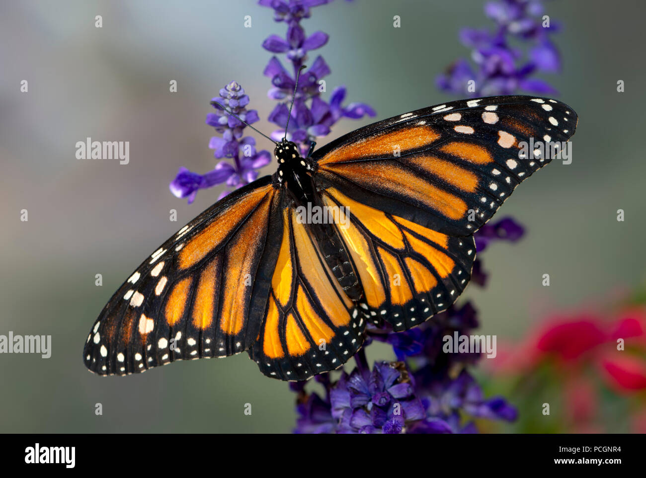 Monarchfalter Danaus plexippus Weibchen mit Flügel über lila Salvia Stiele verteilt Stockfoto