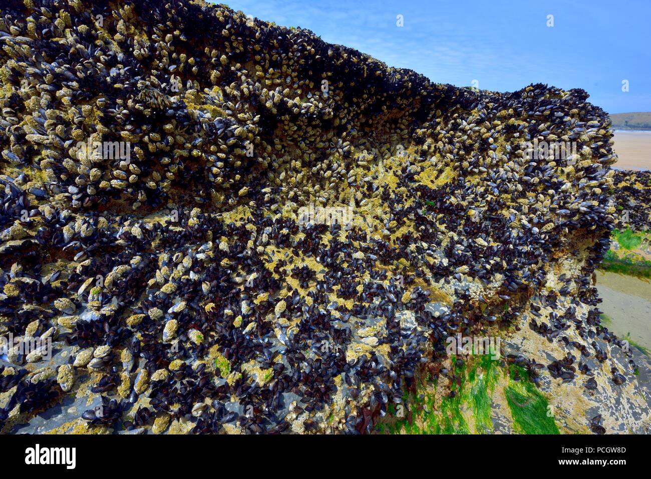Miesmuscheln, gemeinsame Muscheln, auf einige Felsen an Bedruthan Steps, Cornwall, England, Großbritannien Stockfoto