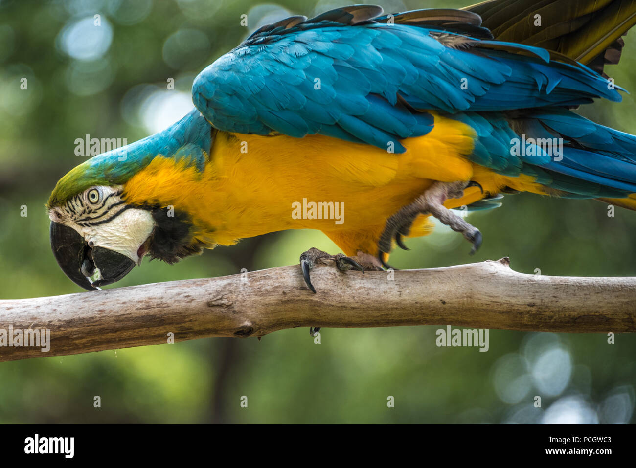 Eine lebendige Blau-gelbe Ara (auch als Blau und Gold macaw bekannt) im St. Augustine Alligator Farm Tierpark in St. Augustine, FL. (USA) Stockfoto