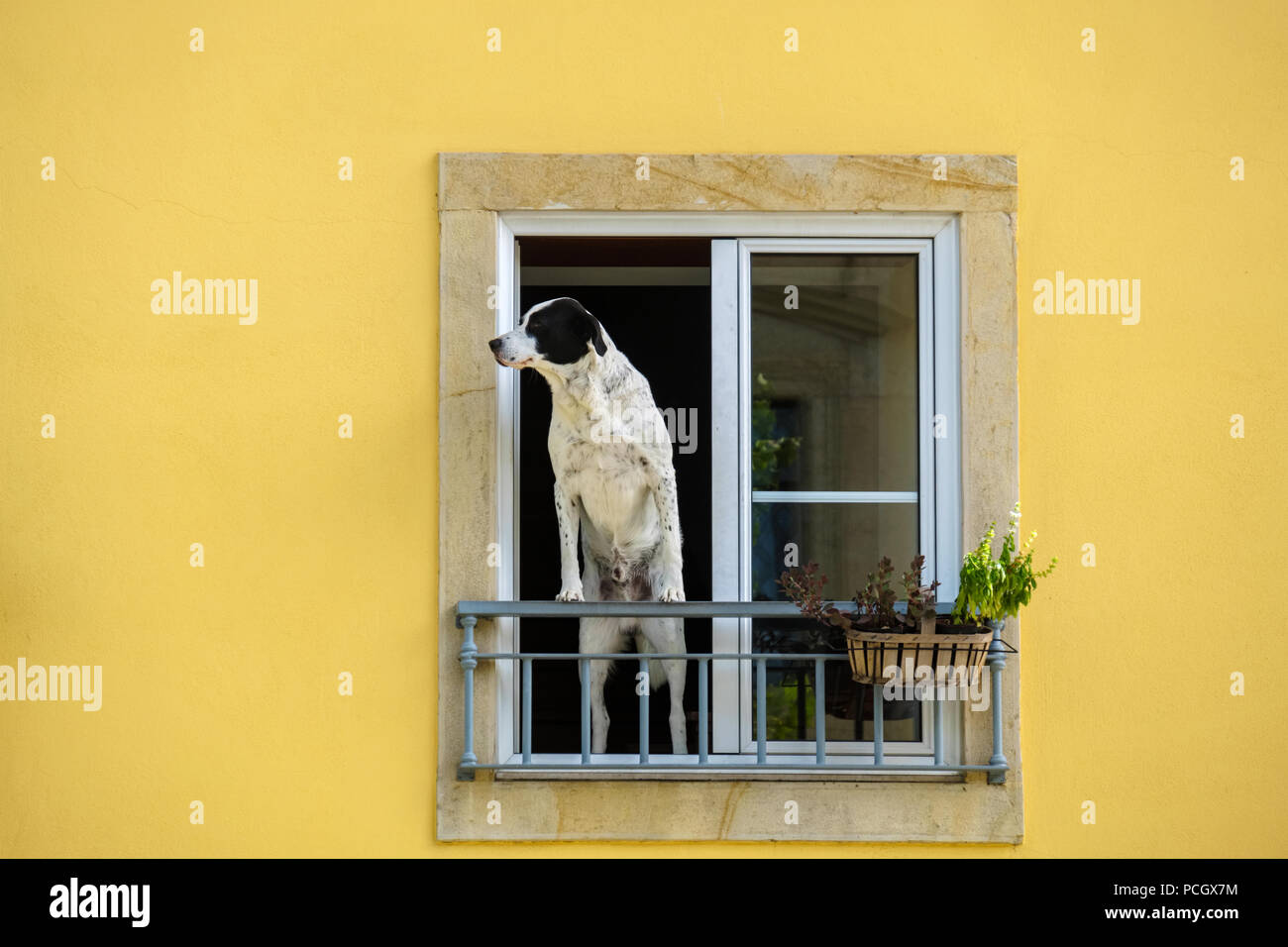 Ein Mensch und Hund stehen in einem Fenster auf die Straße. Tomar, Portugal Stockfoto