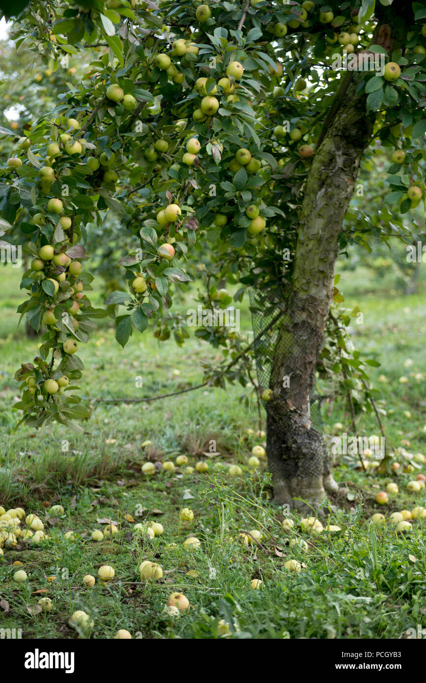 Le Breuil-en-Auge (Normandie, Frankreich): Calvados Brennerei der ÒChateau du BreuilÓ Schloss. Apfelbäume in den Obstgärten (Mostäpfel) Stockfoto