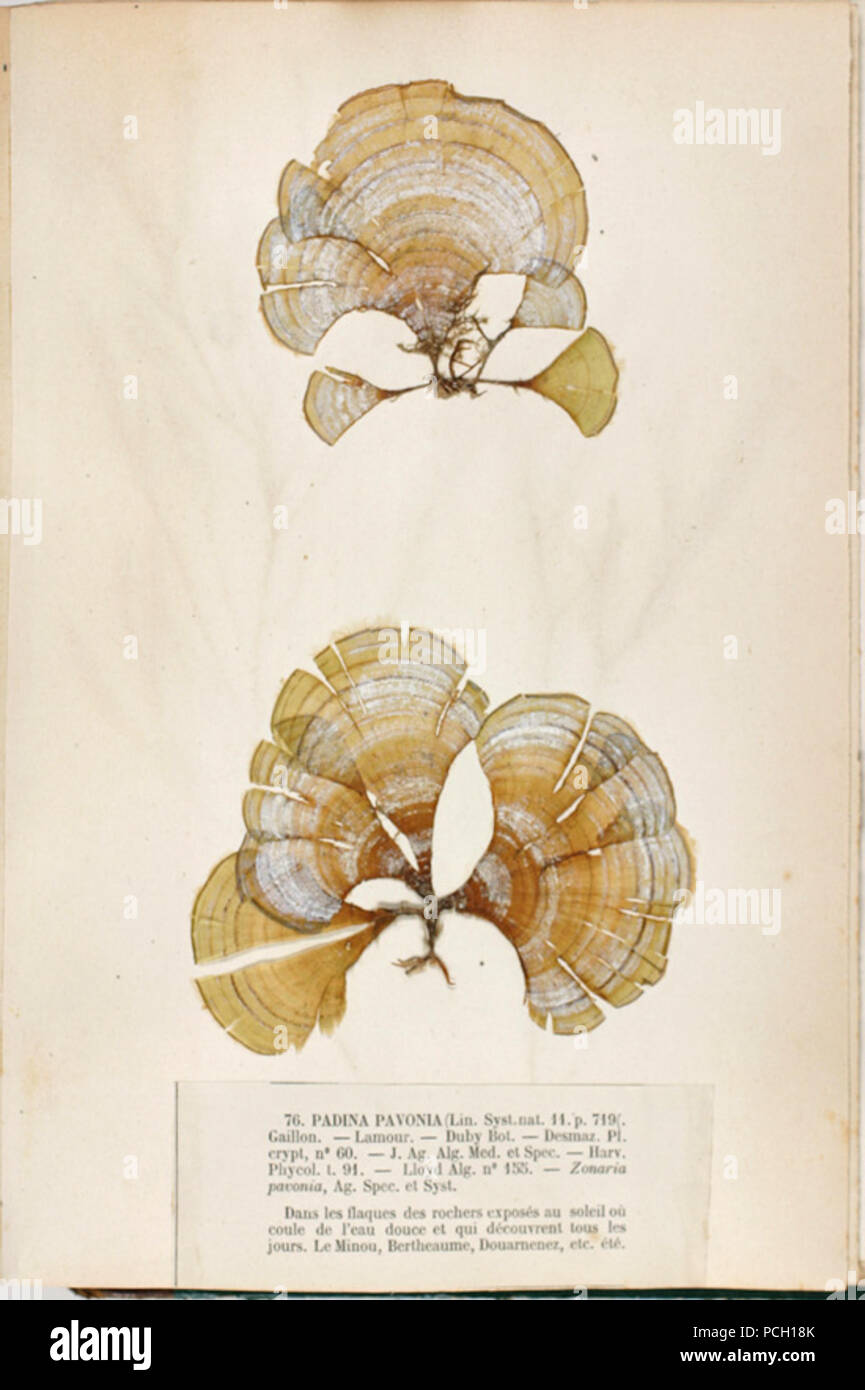 462 PADINA PAVONIA, 01. Stockfoto