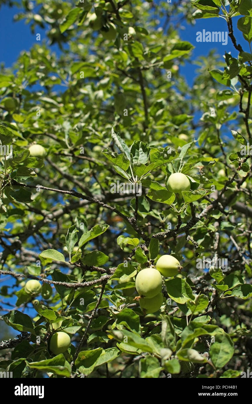 Äpfel auf einem Baum und blauer Himmel Schweden Reifung im Juli Stockfoto