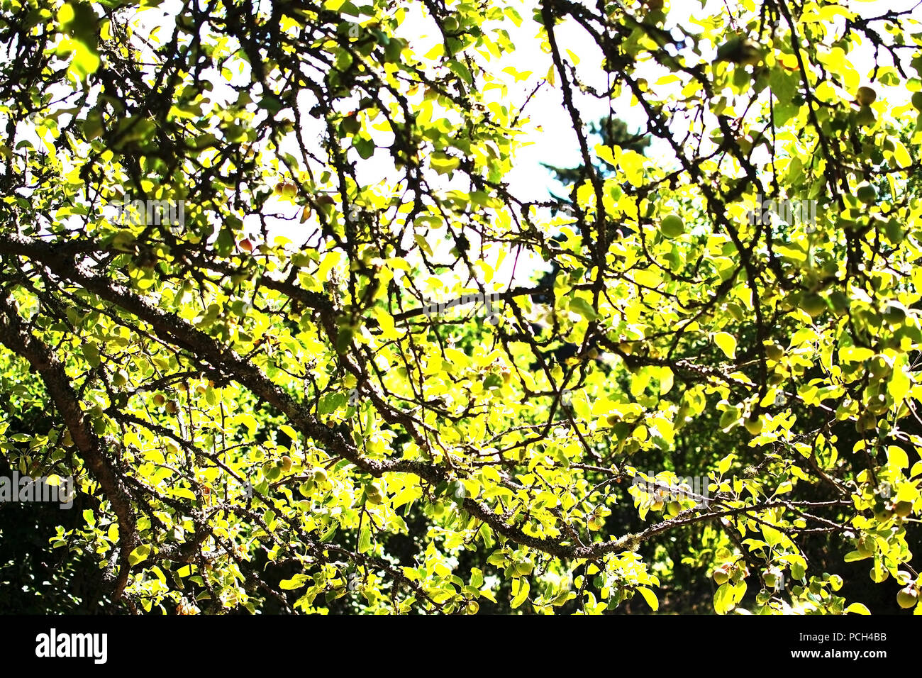 Apple tree branches anziehendes Licht und blauer Himmel Schweden im Juli Stockfoto
