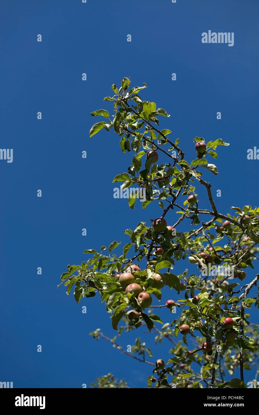Äpfel auf einem Baum und blauer Himmel Schweden Reifung im Juli Stockfoto