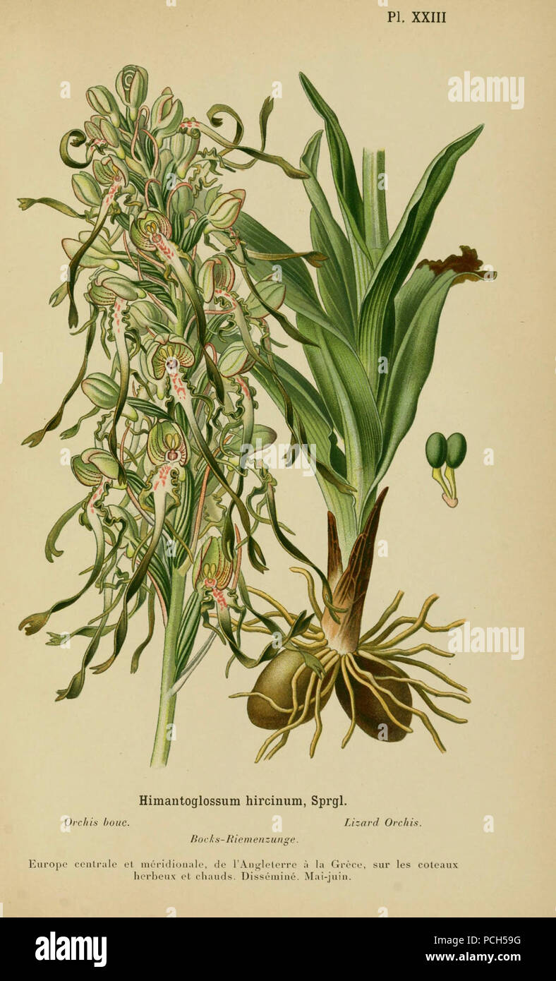 Album des orchidées de l'Europe centrale et Septentrionale Stockfoto