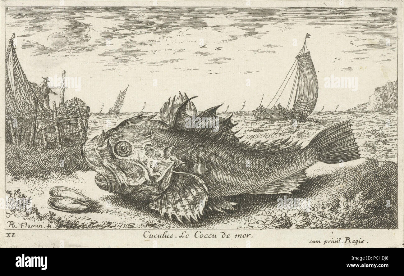 Albert Flamen - Cuculus. Le Coccu de Mer. Stockfoto