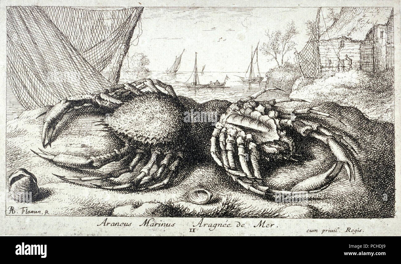 Albert Flamen - araneus Marinus, Arragnée de Mer. Stockfoto