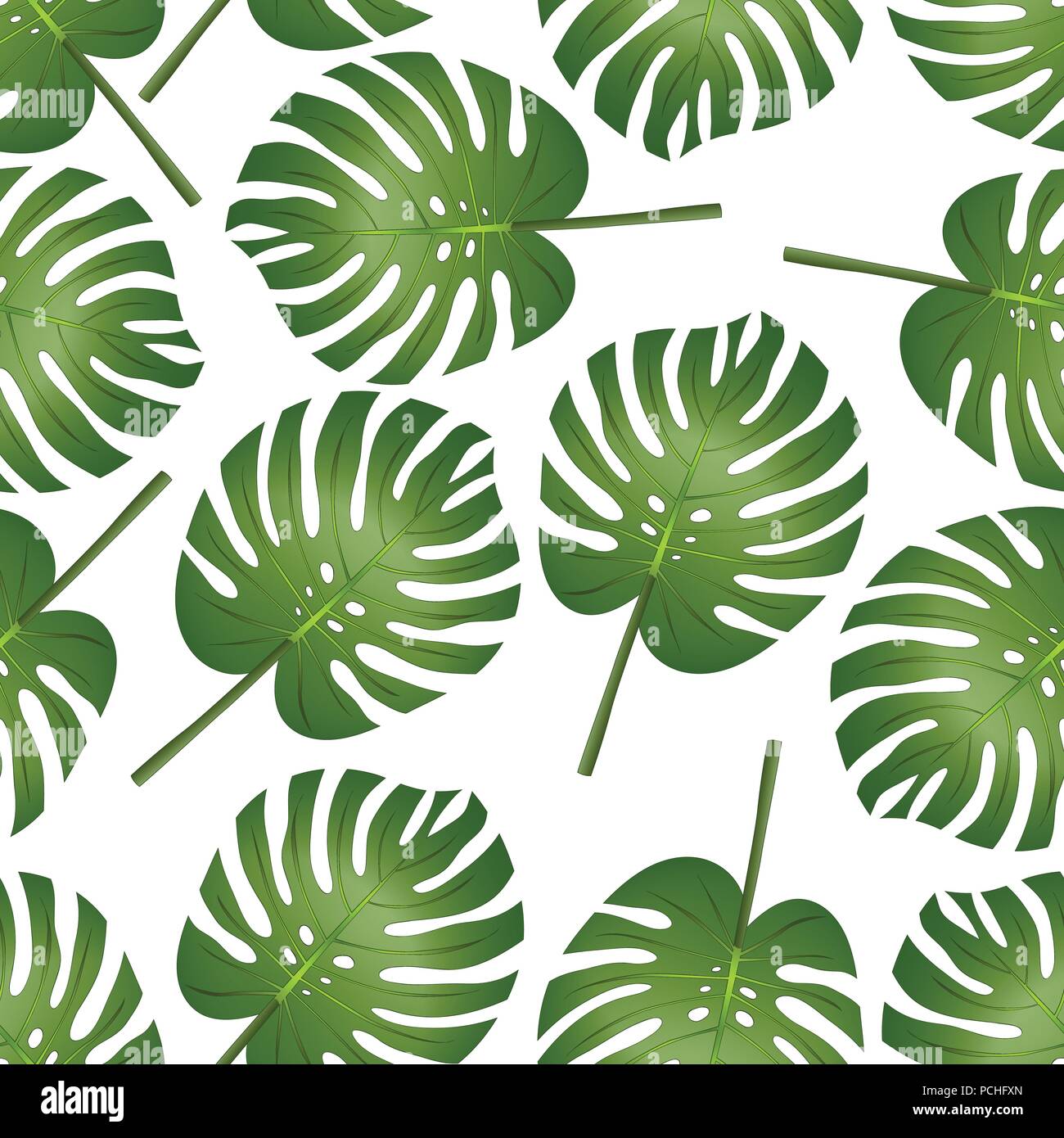 monstera monkey leaf wie groß Monstera Adansonii 'Monkey Leaf' – Foliage Dreams main image 1