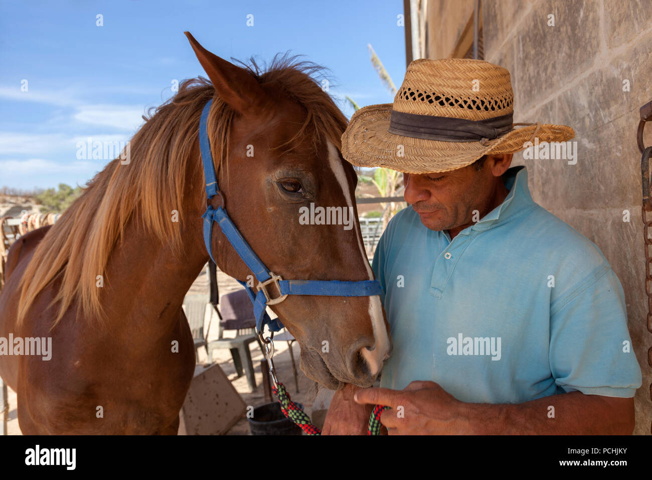 Ein pferdeflüsterer interagiert mit einem seiner Pferde auf einem Bauernhof für Pferde - unterstützte Therapie. Stockfoto