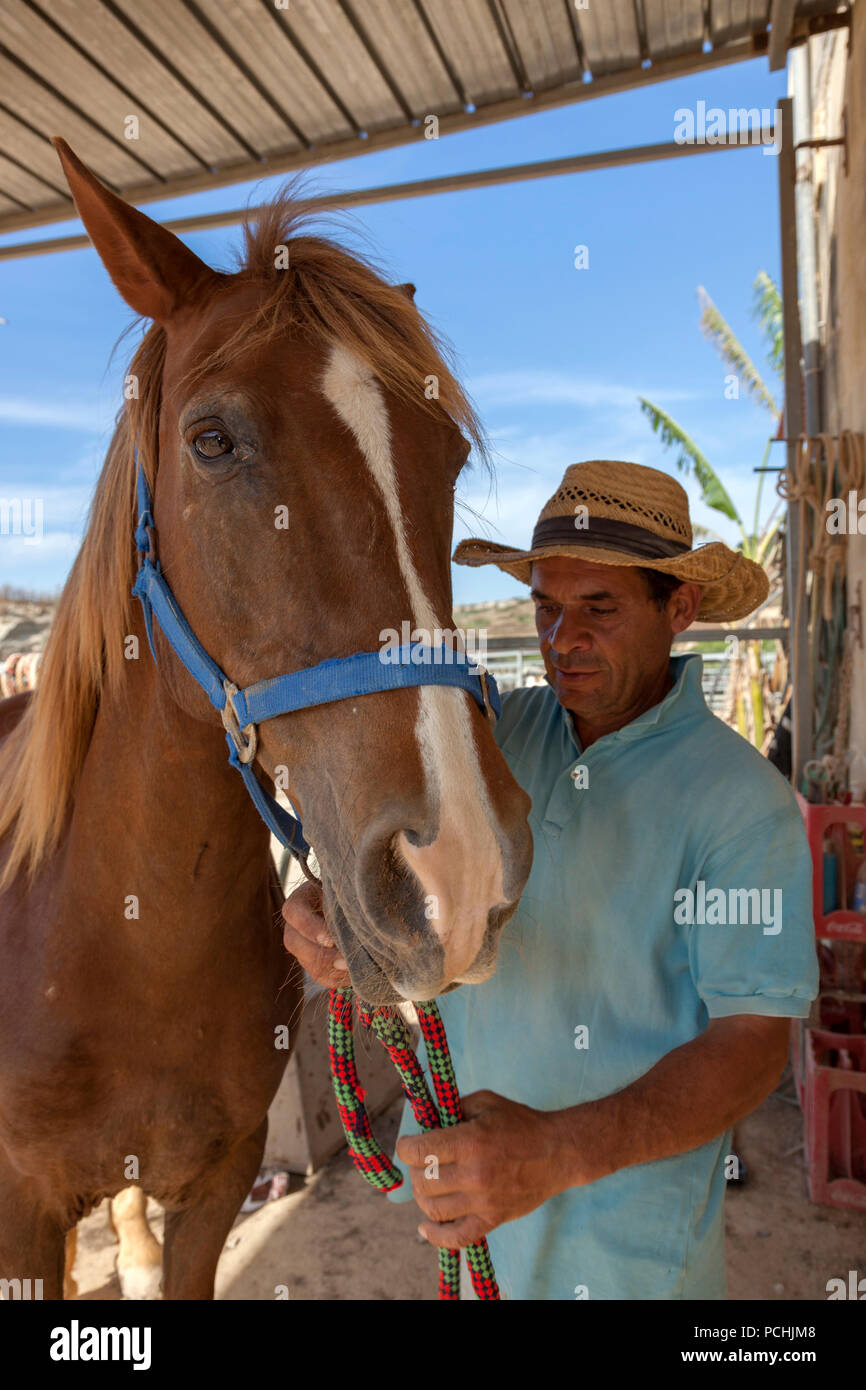Ein pferdeflüsterer interagiert mit einem seiner Pferde auf einem Bauernhof für Pferde - unterstützte Therapie. Stockfoto