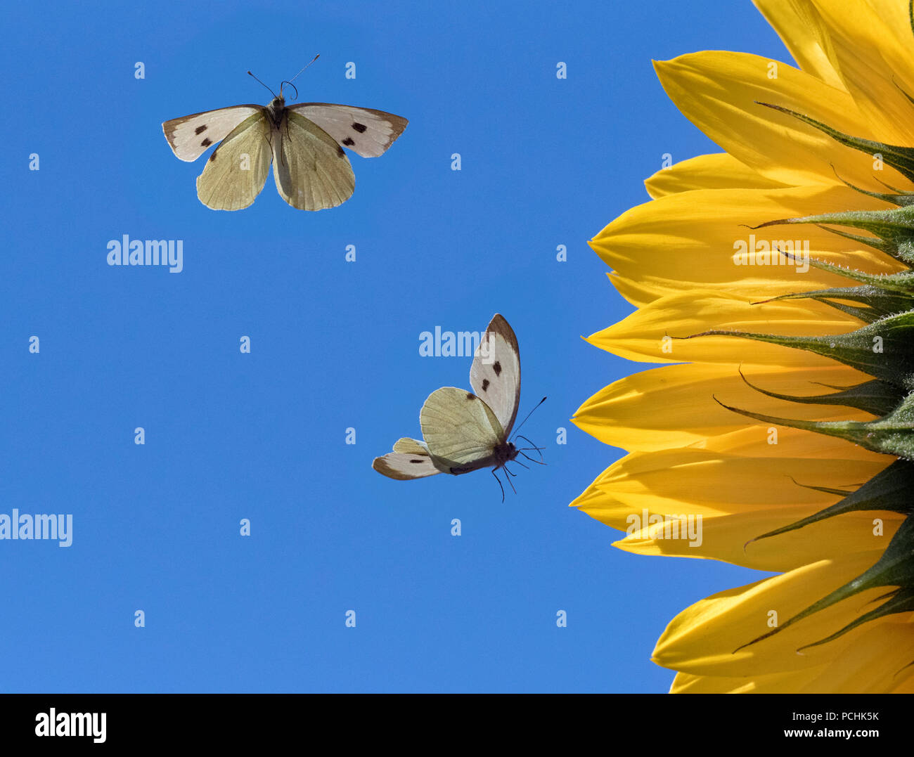 Große weiße Schmetterlinge Pieris brassicae Fütterung auf Sonnenblumen Stockfoto