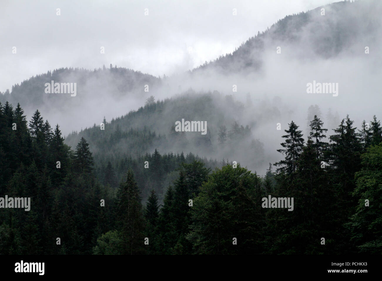 Nebel und Bewölkung den Wald auf die umliegenden Berge in den Alpen Stockfoto