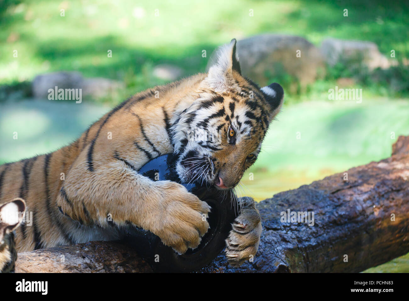 Tiger spielen mit einem Kunststoff Rad auf einer hölzernen Stamm Stockfoto