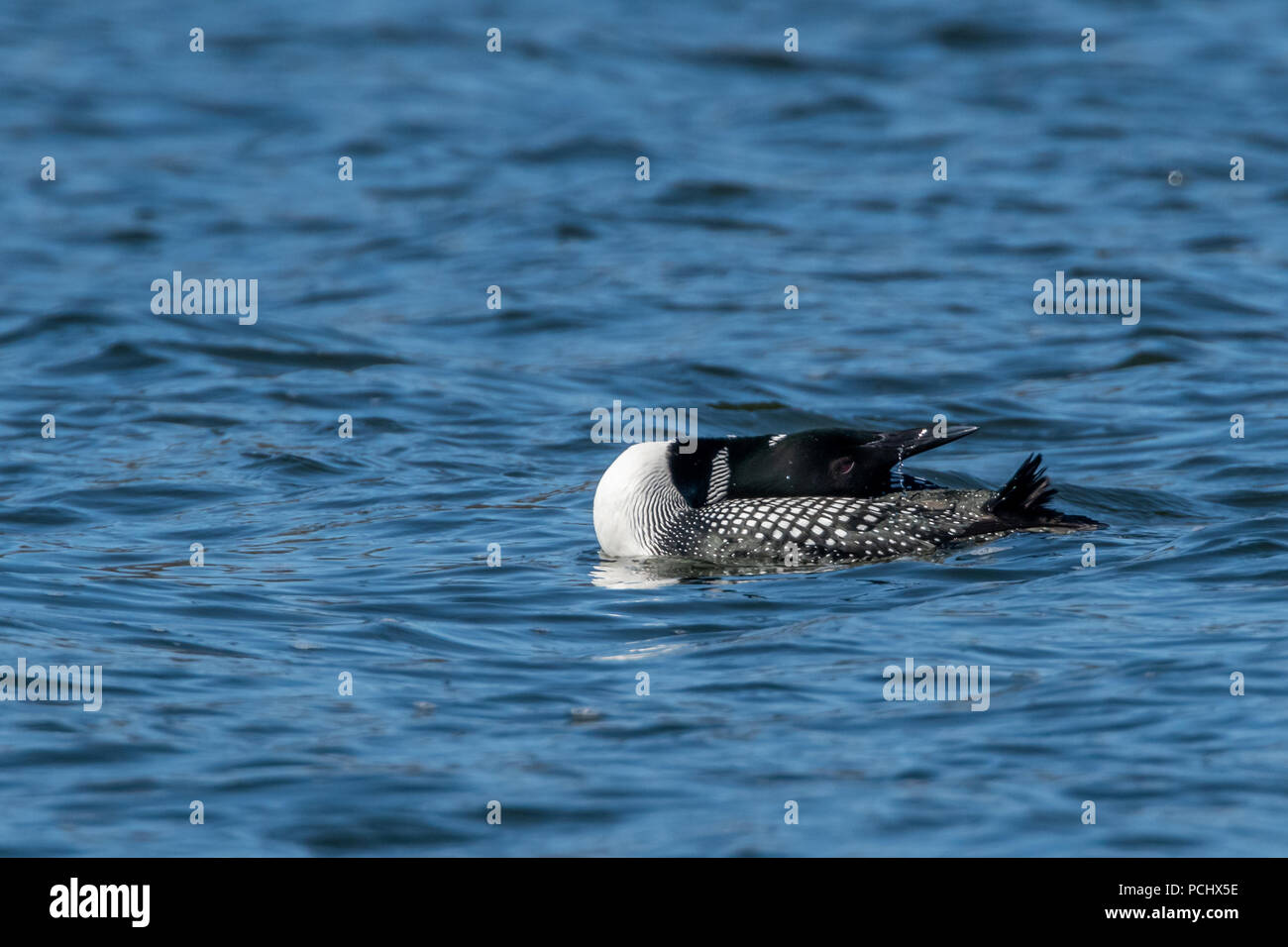 Gemeinsame Eistaucher (Gavia Immer) in der Zucht nach Färbung, das auf dem Wasser schwimmt. Stockfoto