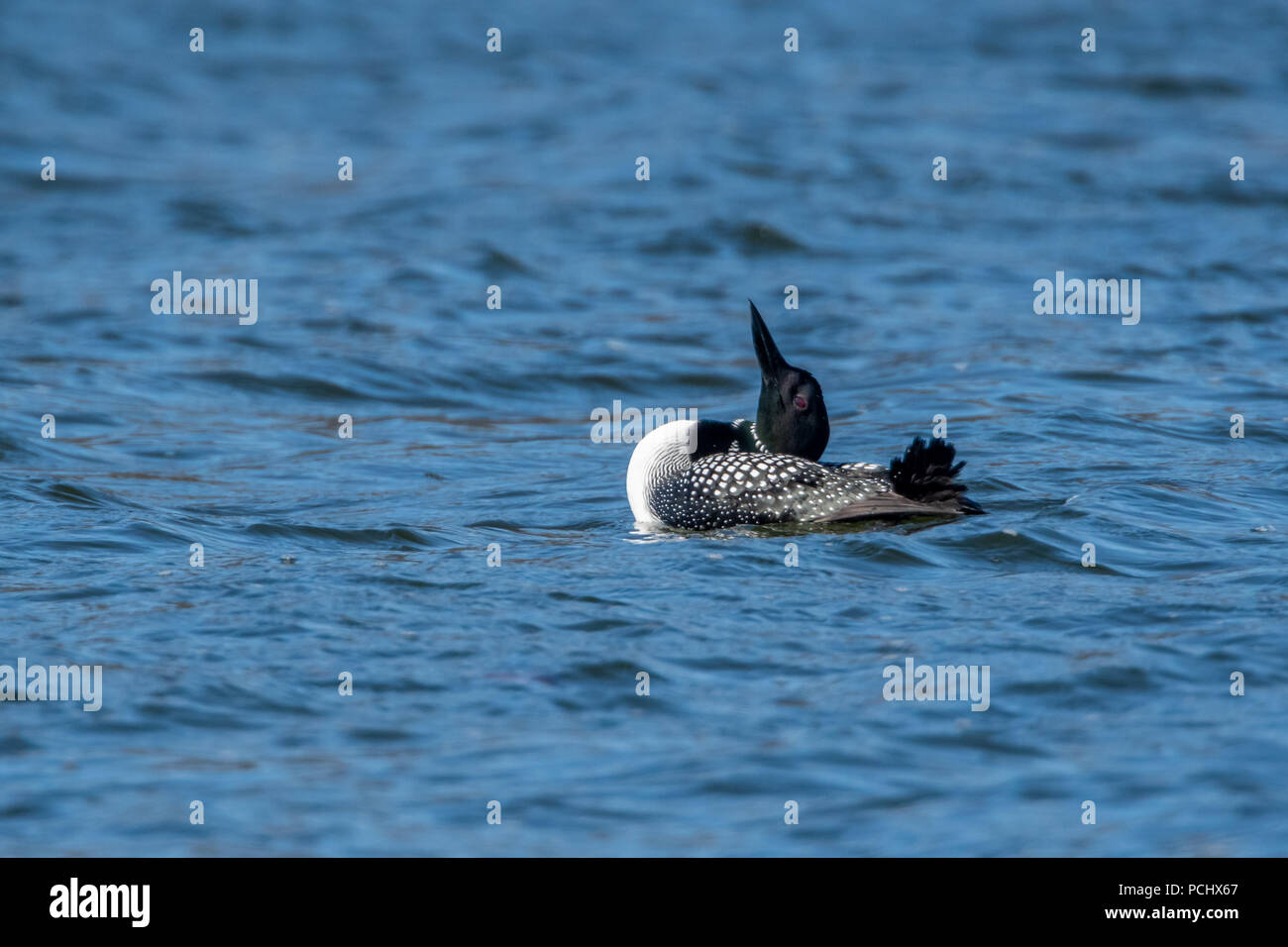 Gemeinsame Eistaucher (Gavia Immer) in der Zucht nach Färbung, das auf dem Wasser schwimmt. Stockfoto