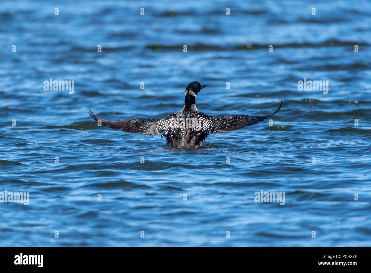 Rückansicht eines Gemeinsamen Eistaucher (Gavia Immer) in der Zucht nach Färbung auf der Oberfläche eines Sees mit Flügel ausbreiten. Stockfoto