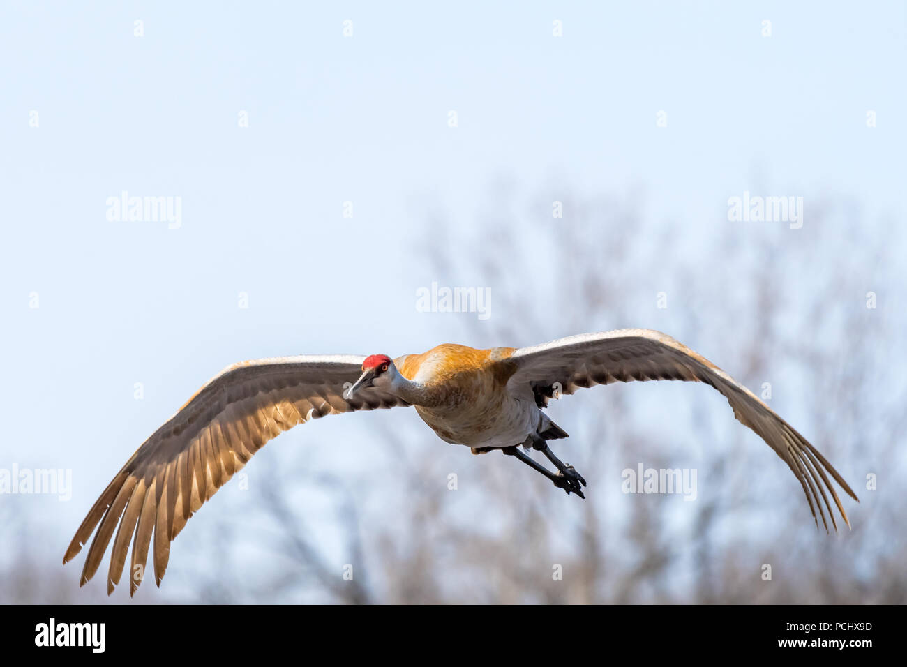 Flying Sandhill Crane (Antigone canadensis). Stockfoto