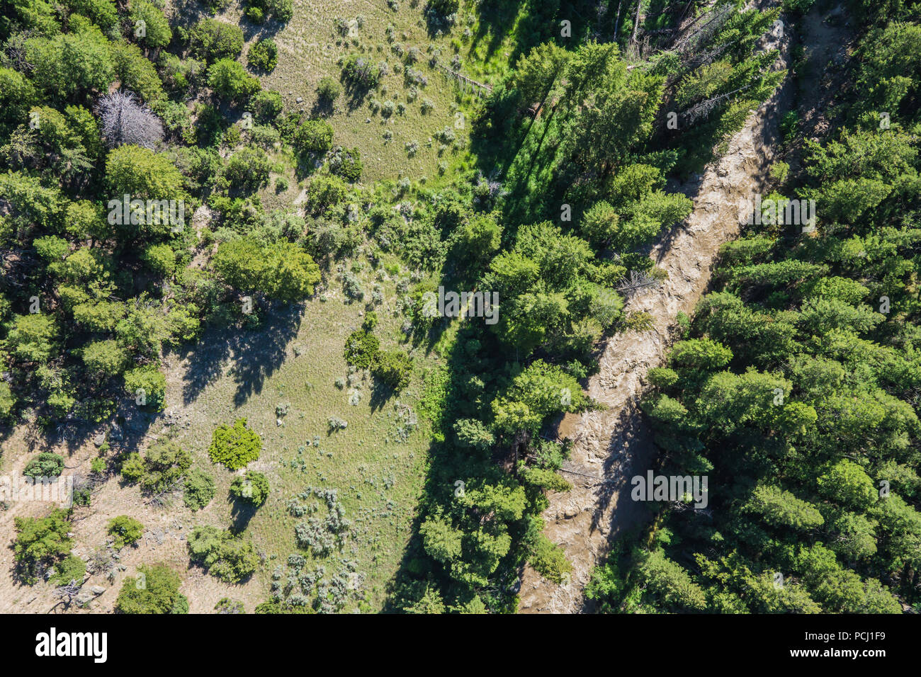 Muddy River fließt durch das grüne Tal mitten im Pinienwald. Stockfoto