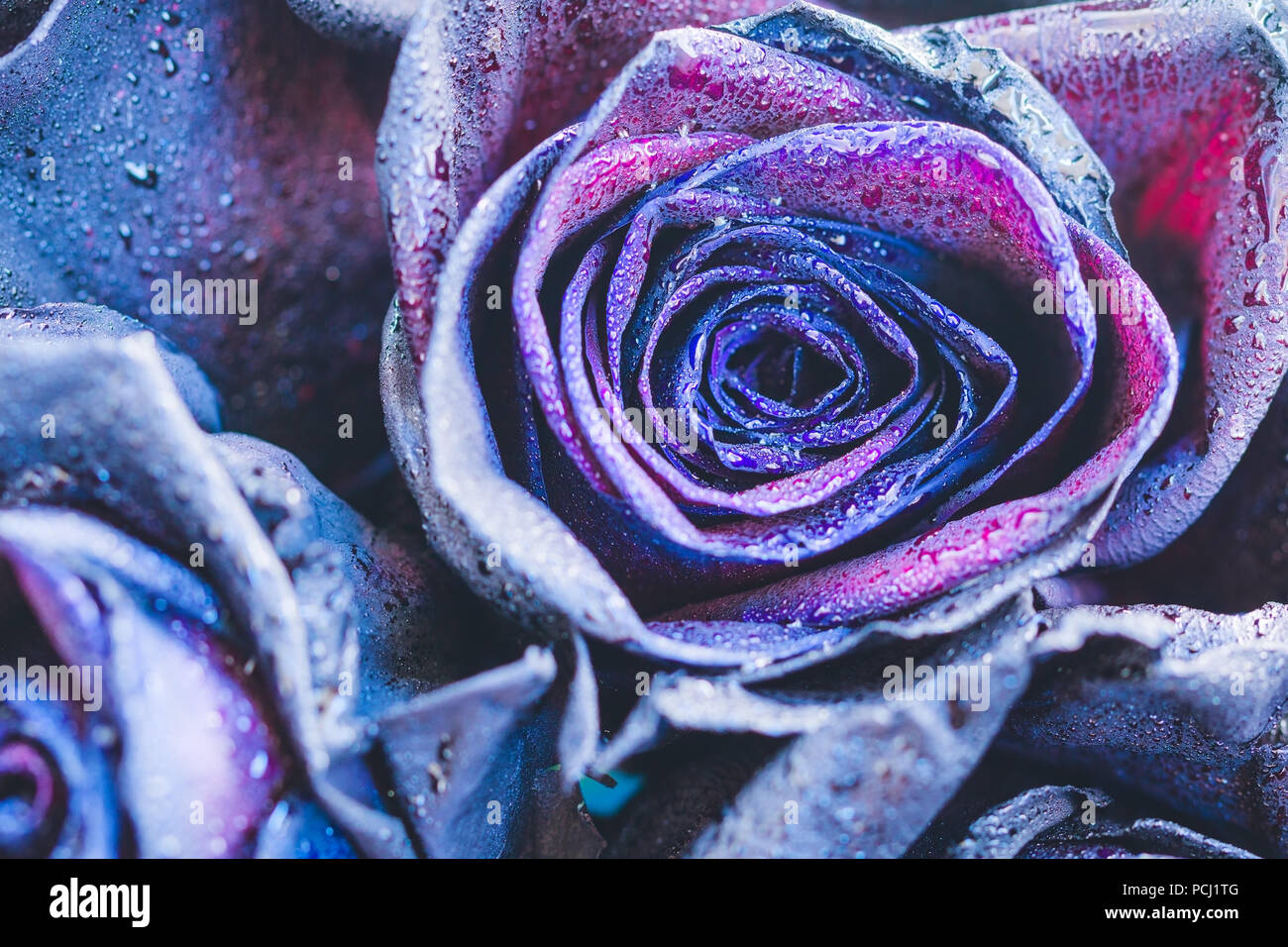 Makrofotografie Von Lila Neon Rosen Mit Regentropfen Fantasie Und Magie Selektive Konzentrieren Stockfotografie Alamy