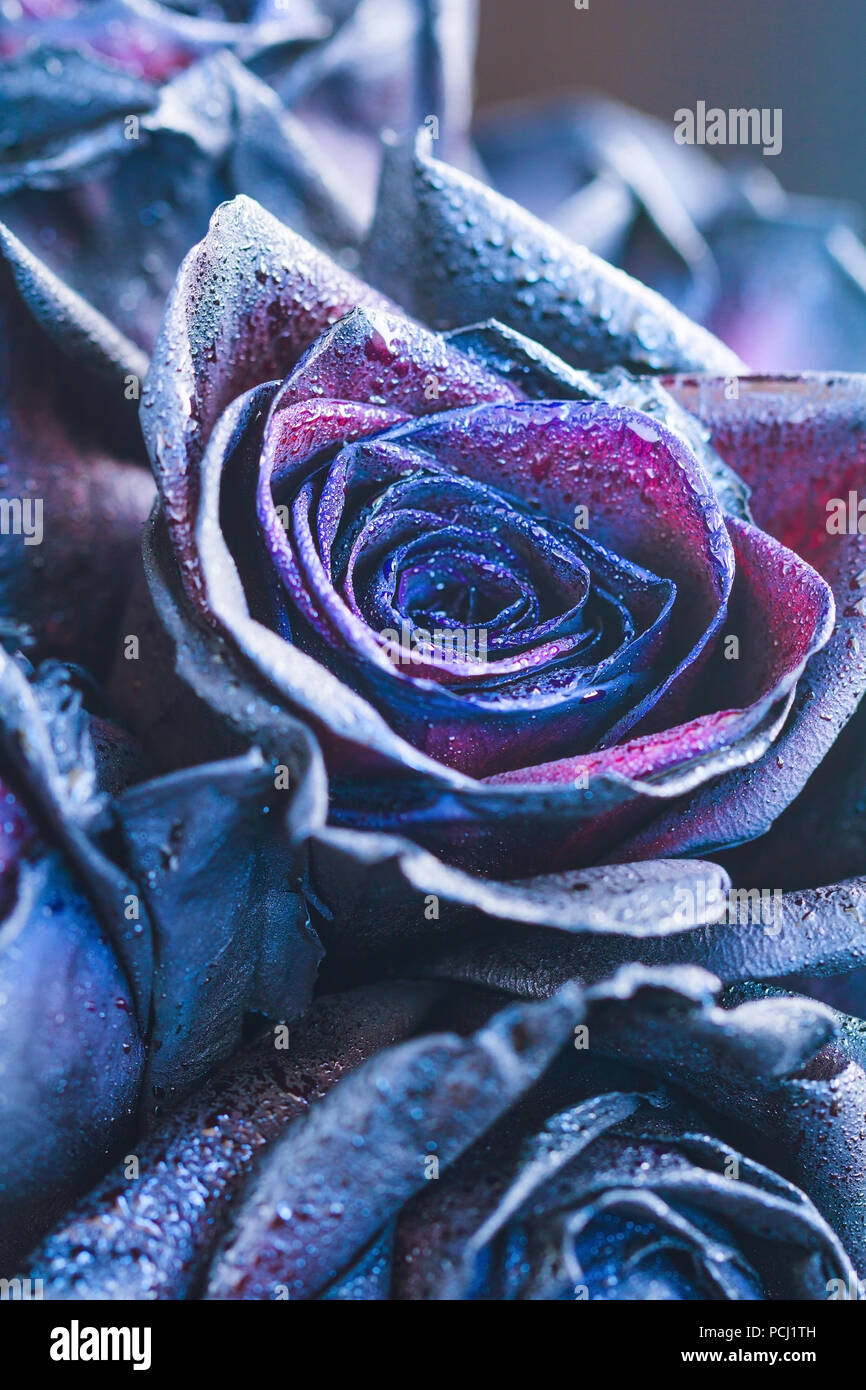 Makrofotografie Von Lila Neon Rosen Mit Regentropfen Fantasie Und Magie Selektive Konzentrieren Stockfotografie Alamy