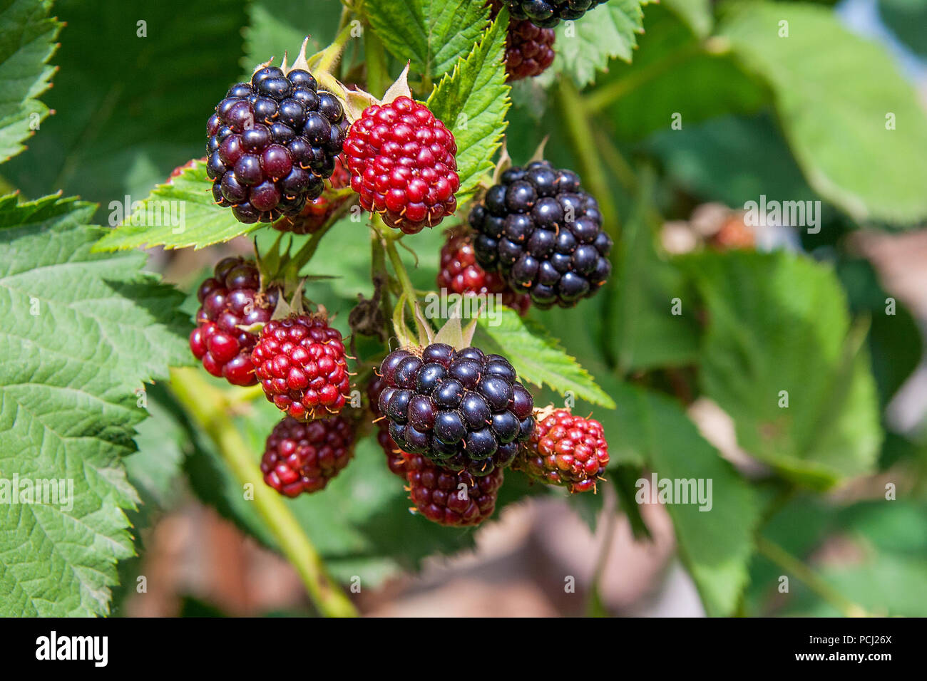 Rote und schwarze wilde Brombeeren Büsche und Äste auf grünen Blättern Hintergrund im Garten an einem sonnigen Sommertag. Nahaufnahme eines Bündels von bl Stockfoto