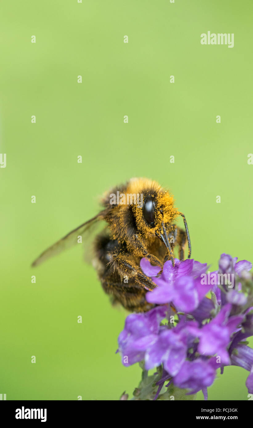 Bumblebee abgedeckt in Pollen, England, Großbritannien Stockfoto