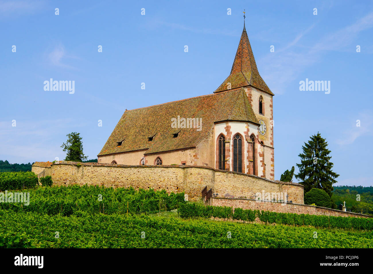 Kirche in Hunawihr, umgeben von einer Wehrmauer und Weinbergen, Elsass, Frankreich. Stockfoto