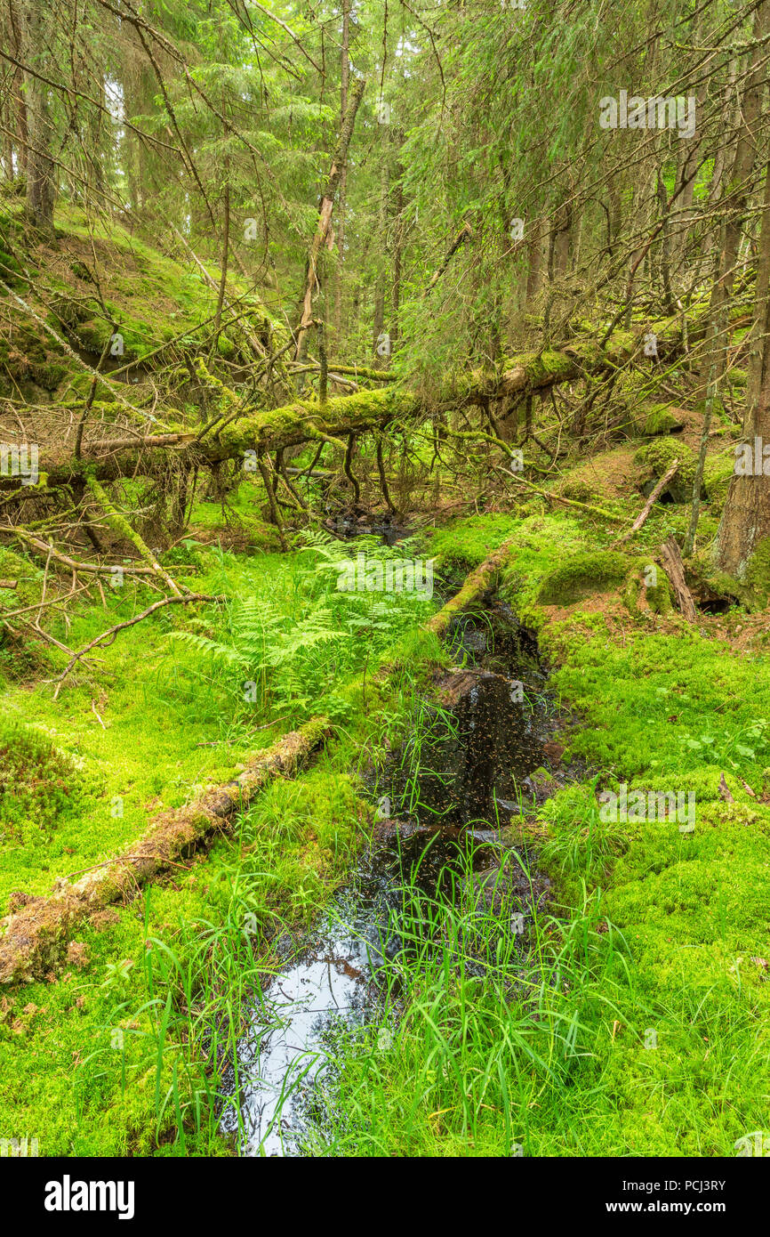 Kleiner Wald Creek in einem alten Wald Stockfoto