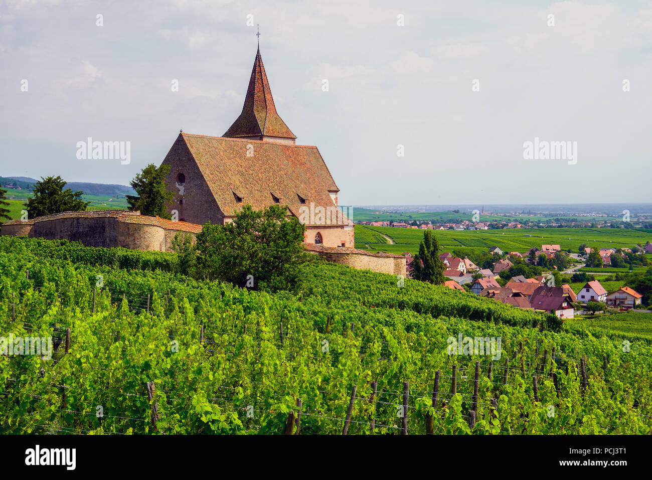 Kirche in Hunawihr, umgeben von einer Wehrmauer und Weinbergen, Elsass, Frankreich. Stockfoto