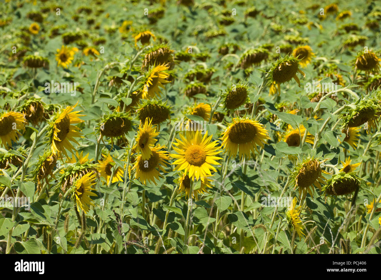 Felder mit Sonnenblumen in der Nähe von Lisle-sur-Tarn, Tarn, Occitainie, Frankreich Im Sommer reifen Stockfoto