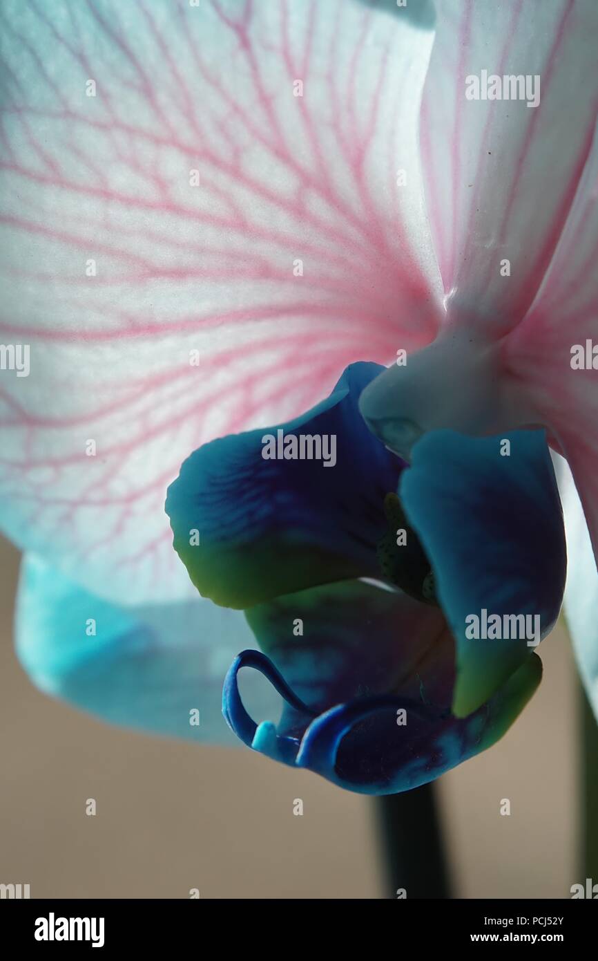 Gefärbt Orchideen im Sonnenlicht Stockfoto