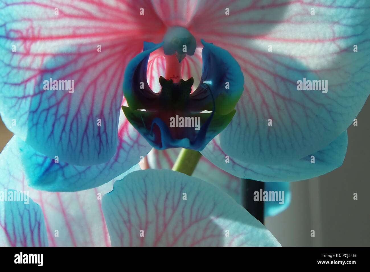 Gefärbt Orchideen im Sonnenlicht Stockfoto