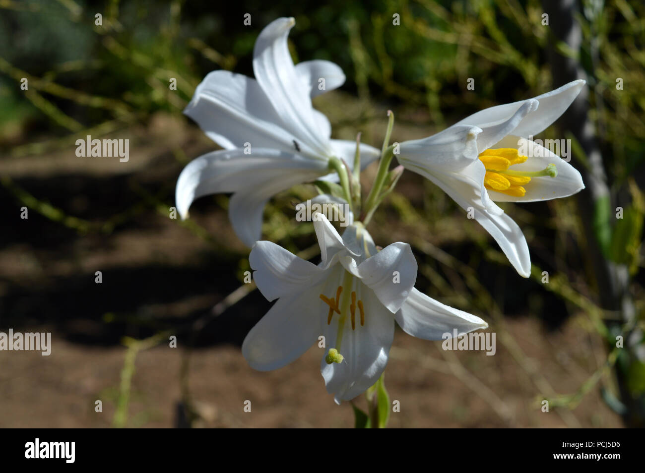 In der Nähe von Madonna Lily, Lilium Candidum, Makro, Natur Stockfoto