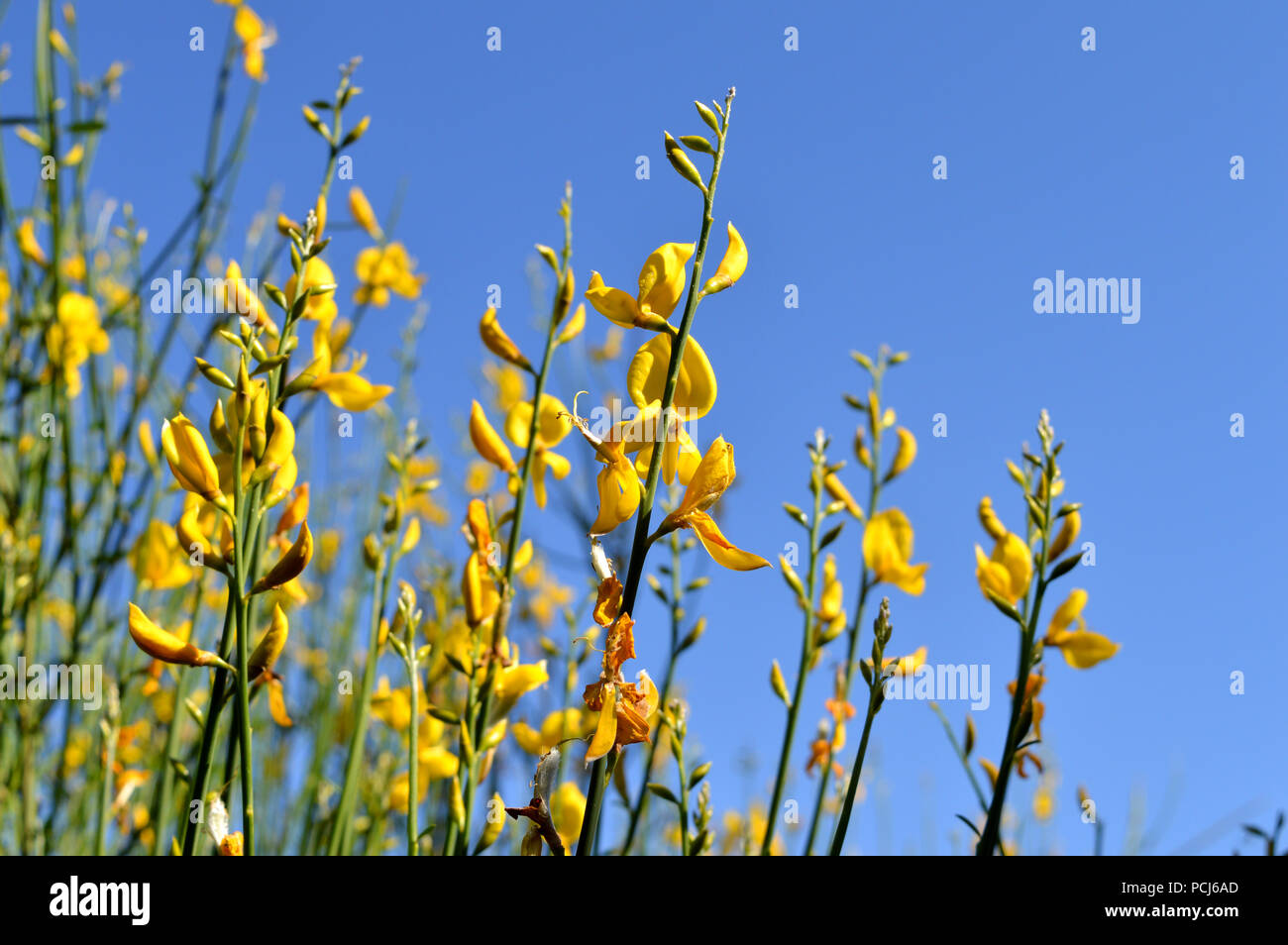 Nahaufnahme der Genisteae Bush in der Blüte, gelben Ginster, Natur Stockfoto