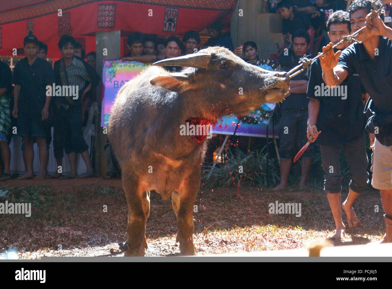 Beerdigung, cacrifice der Wasserbüffel, cut throath, Sulawesi, Indonesien Stockfoto