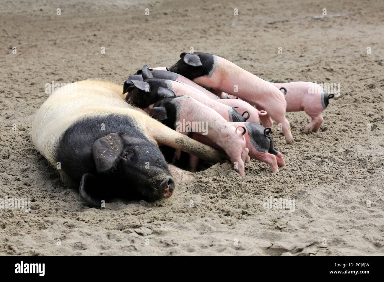 Hausschwein, erwachsene Weibchen mit Jungen säugen, Heidelberg, Deutschland, Europa, (Sus scrofa domesticus) Stockfoto