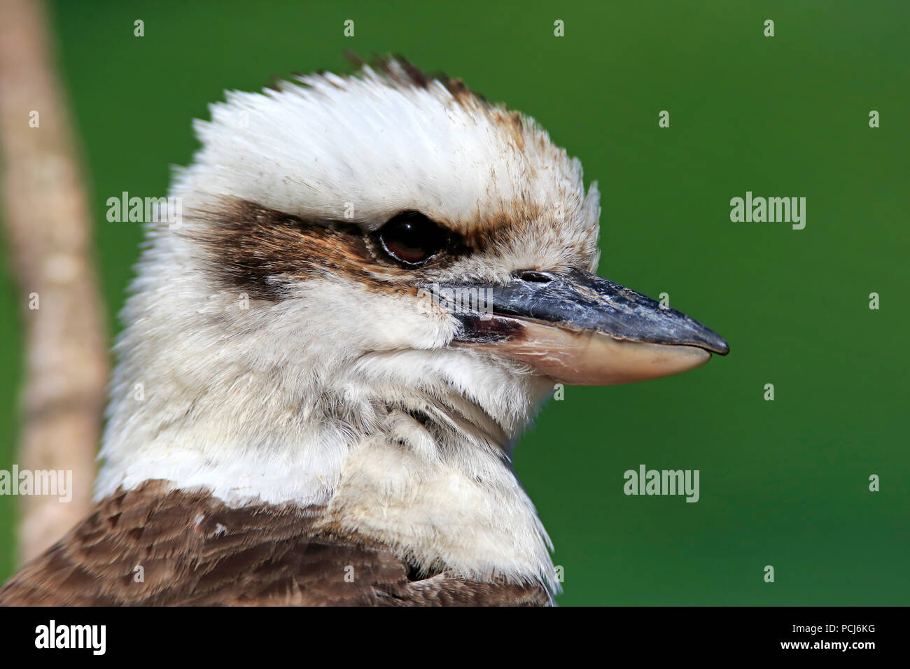 Laughing Kookaburra, Erwachsene, Australien, (Dacelo Gigas) Stockfoto