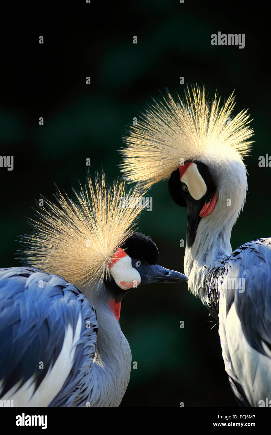 Gekrönt Kran, Erwachsener, Afrika, (Balearica regulorum) Stockfoto