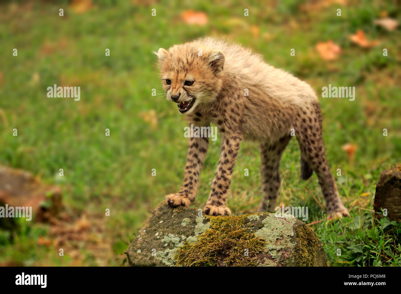 Sudan Gepard, junge knurrenden, zehn Wochen, Afrika, Afrika, (Acinonyx jubatus soemmeringii) Stockfoto