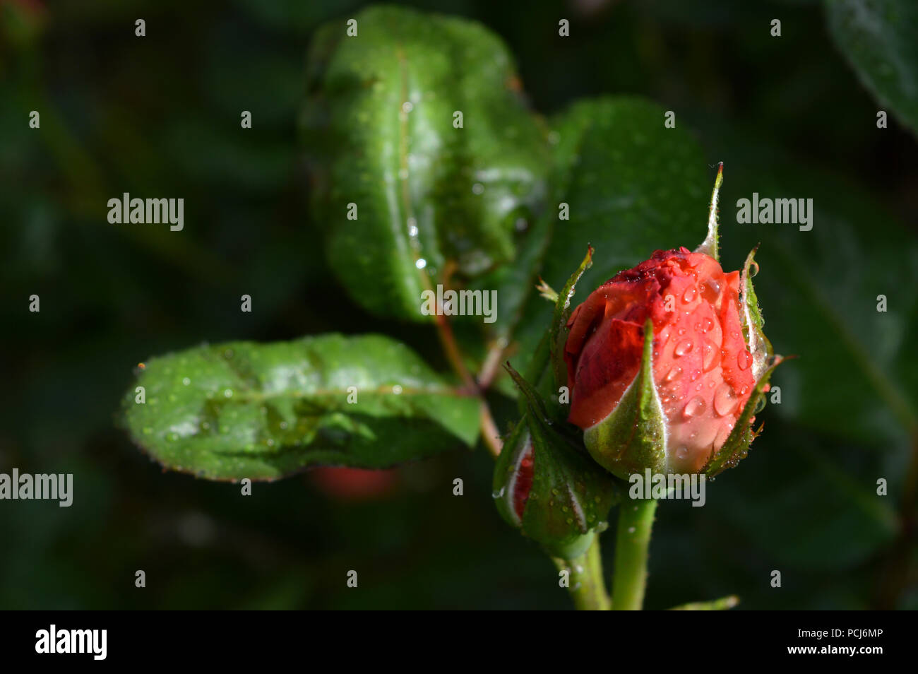 Schöne rosa Rose Nah-, Makro-, Natur Stockfoto