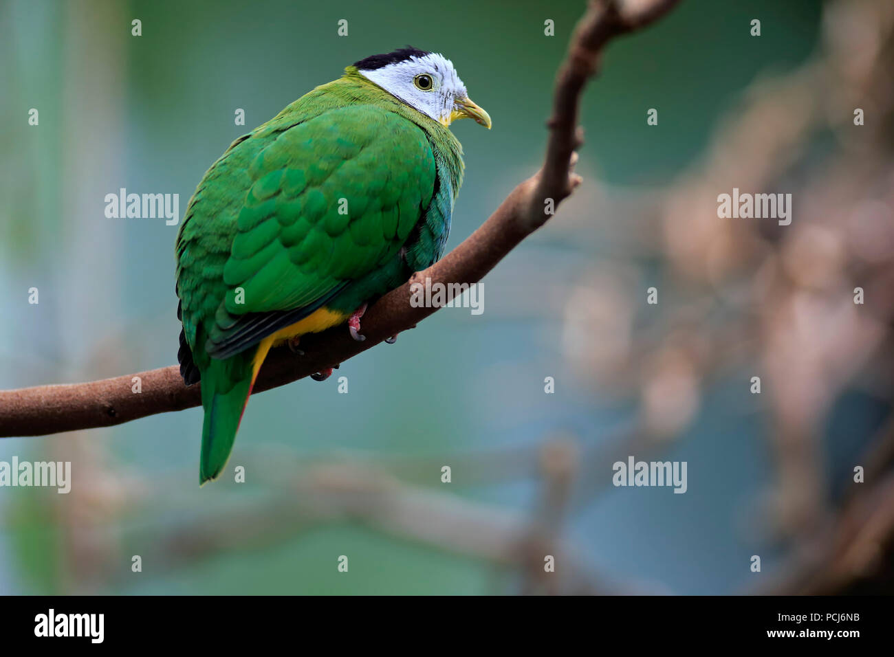 Black-Naped Obst Taube, erwachsenen männlichen, Südostasien, (Ptilinopus melanospilus) Stockfoto