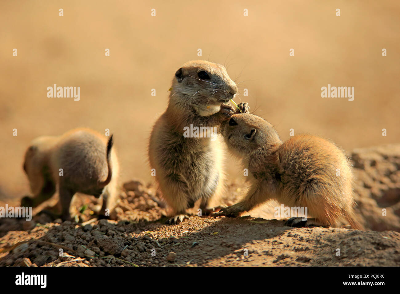 Schwarz Tailed Prairie Dog, zwei youngs Fütterung, Nordamerika, (Cynomys ludovicianus) Stockfoto