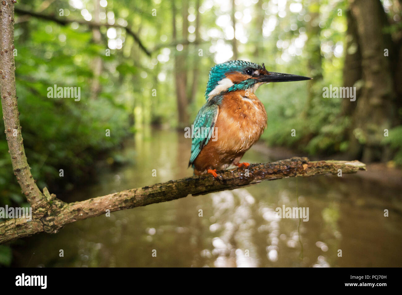 Eisvogel, sitzwarte am Oelbach, Schloss Holte, NRW, Deutschland, Ölbach, (Alcedo atthis) Stockfoto