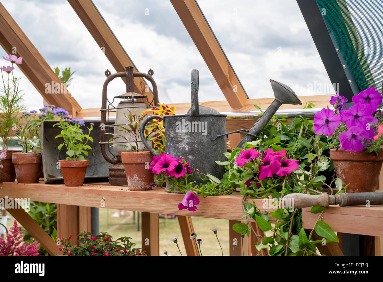 Blumenschau mit den Blumentöpfen und eine alte Gießkanne in einem Gewächshaus eine Blume zeigen. Großbritannien Stockfoto