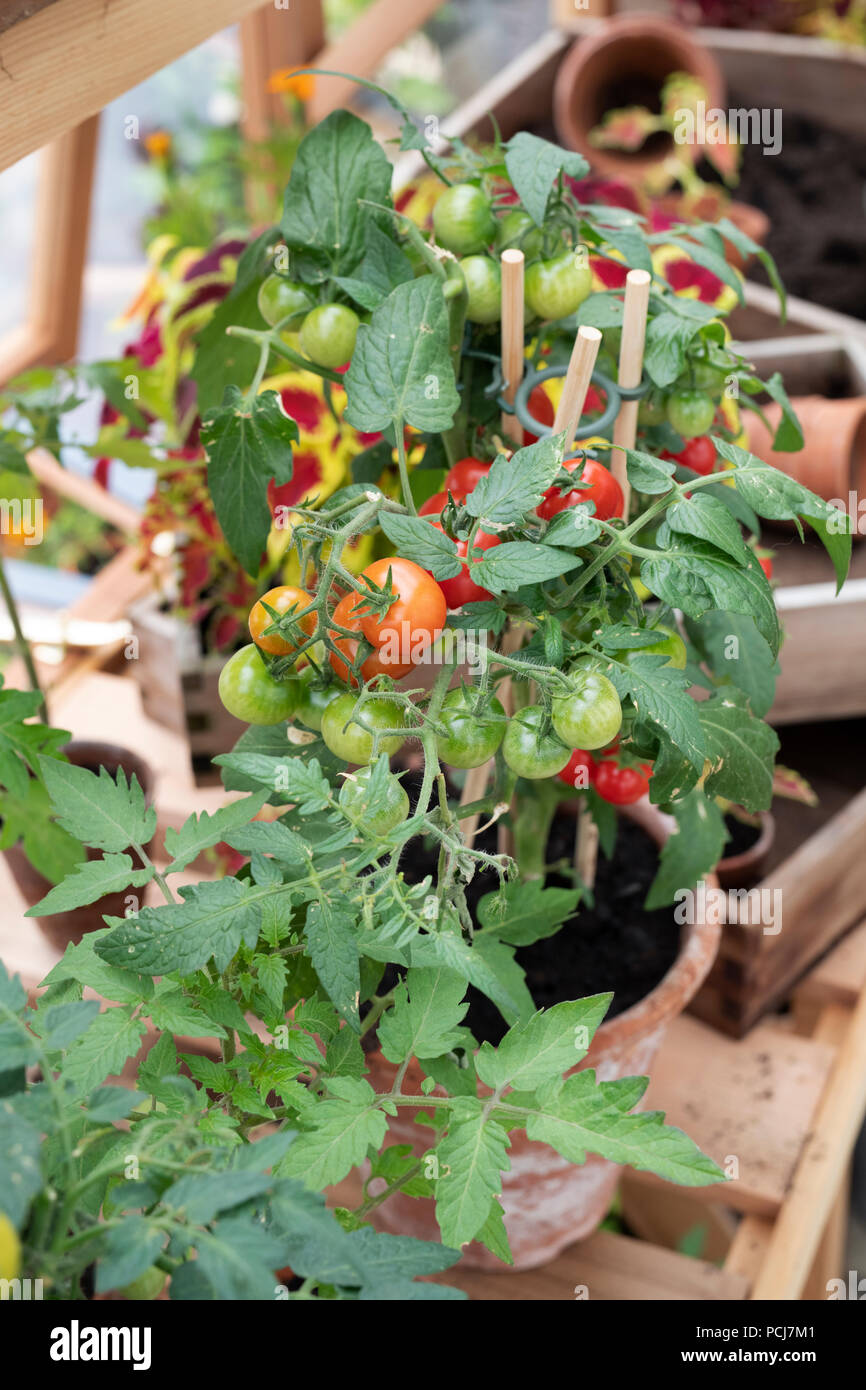 Solanum Lycopersicum. Tomate in einem Blumentopf in einem Gewächshaus eine Blume zeigen. Großbritannien Stockfoto