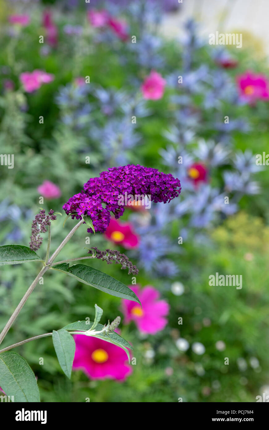 Violett Buddleja, Schmetterling Blume in einem Garten im Juli. Großbritannien Stockfoto