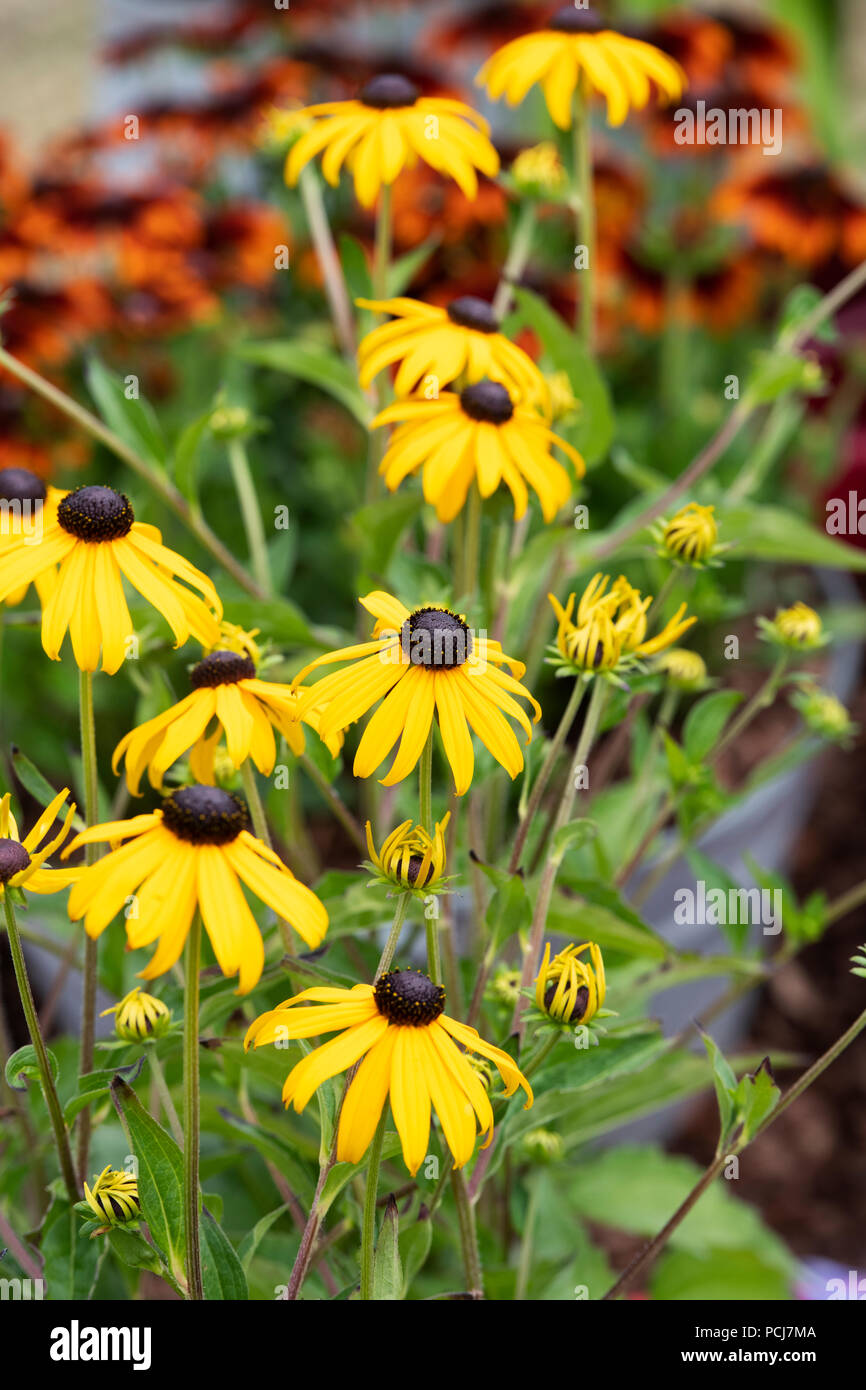 Rudbeckien goldstrum. Coneflower. Black Eyed Susan Blume Stockfoto